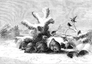 Partridges Prints: The Covey - painted by J. Wolf - from the Exhibition of the British Institution