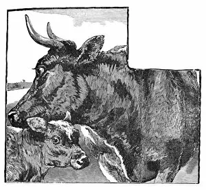 Babys Animal Picture Book Gallery: Cow and Calf, c1900. Artist: Helena J. Maguire