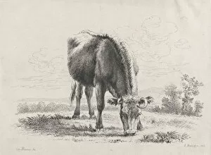 Bartsch Johann Adam Gallery: Cow grazing, 1805. 1805. Creator: Adam von Bartsch
