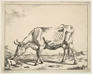 Dutch Golden Age Gallery: Cow, after Paulus Potter. Creator: Marcus de Bye