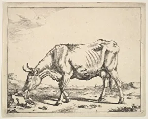 Paulus Prints: Cow, after Paulus Potter. Creator: Marcus de Bye