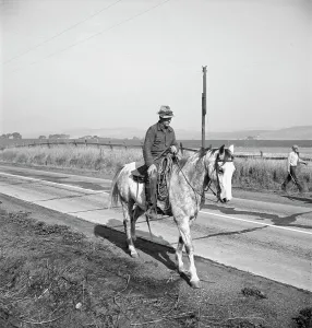 Cowboy Prints: Cowboy bringing cattle in from range, Contra Costa County, 1938. Creator: Dorothea Lange