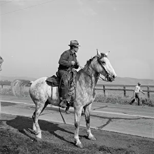 Cowboy Prints: Cowboy bringing cattle in from range, Contra Costa County, 1938. Creator: Dorothea Lange