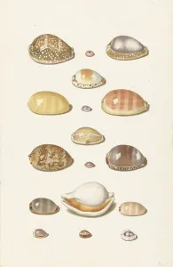 Shell Prints: Cowrie shells, 1726-1779. Creator: Johann Gustav Hoch