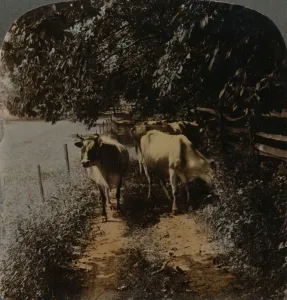 Elmer Underwood Prints: Cows coming home up the lane at milking-time