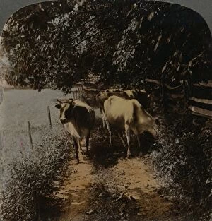 Underwood Underwood Gallery: Cows coming home up the lane at milking-time, c1900. Artists: Elmer Underwood, Bert Elias Underwood