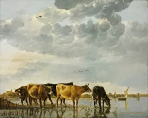 Edge Of The Forest Gallery: Cows in a River. Artist: Cuyp, Aelbert (1620-1691)