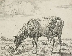 Ragged Prints: Cows and a sheep. Plate 8: A grazing sheep, 1664. Creator: Marcus de Bye