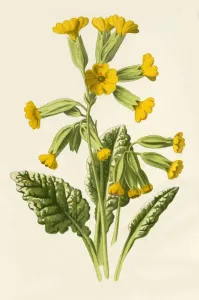 Edible Prints: Cowslip, 1877. Creator: Frederick Edward Hulme