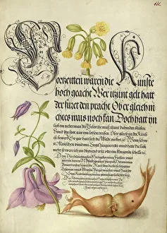 Cowslip, European Columbine, and Giant Filbert, 1561-1562; illumination added 1591-1596. Creator: Joris Hoefnagel