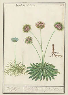 Deck Paint Prints: Cowslip (Primula), 1596-1610. Creators: Anselmus de Boodt, Elias Verhulst