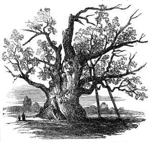 Yorkshire England Uk Prints: The Cowthorpe Oak, near Wetherby, York, 1857. Creator: Unknown