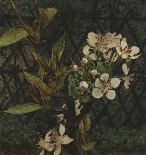 Pretty Prints: Crab Apple Blossom, 1863. Creator: Leon Bonvin