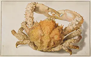 A Crab, early-mid 18th century. Creator: Jan van Huysum