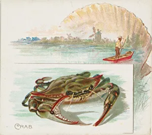 Crab, from Fish from American Waters series (N39) for Allen & Ginter Cigarettes, 1889