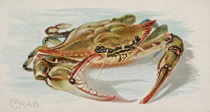 Lindner Eddy Claus Prints: Crab, from the Fish from American Waters series (N8) for Allen &amp