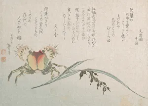 Crab Prints: Crab and Rice Plant, 19th century. Creator: Hokusai