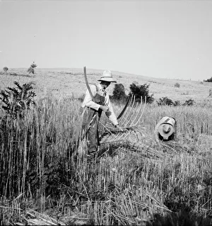 Grain Cradle Prints: Cradling wheat near Christianburg, Virginia, 1936. Creator: Dorothea Lange