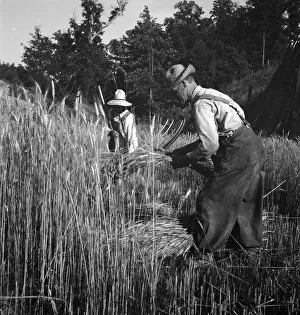 Workwear Prints: Cradling wheat near Christianburg, Virginia, 1936. Creator: Dorothea Lange
