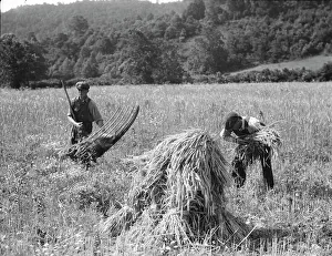Grain Cradle Prints: Cradling wheat near Sperryville, Virginia. 1936. Creator: Dorothea Lange