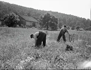 Denim Prints: Cradling wheat near Sperryville, Virginia, 1936. Creator: Dorothea Lange