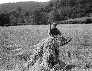 Bib Overalls Collection: Cradling wheat near Sperryville, Virginia, 1936. Creator: Dorothea Lange