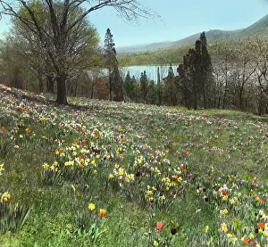 Tulipa Prints: Cragston, John Pierpont Morgan house