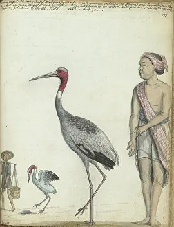 Java Indonesia Prints: Crane, 1784. Creator: Jan Brandes