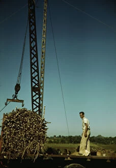 Sugar Cane Collection: Crane at a 'central'sugar cane gathering place, San Sebastian vicinity, Puerto Rico, 1942