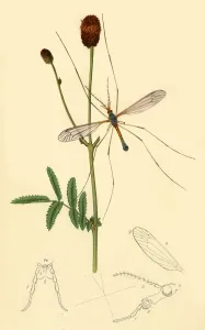 Curtis Prints: Crane-Fly: Tipula longicornis, 1834, (1945). Creator: John Curtis