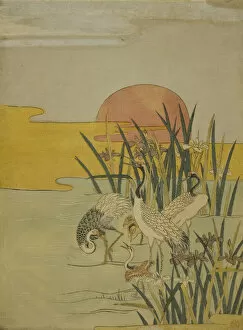 Images Dated 14th December 2021: Cranes in an Iris Pond at Sunrise, c. 1774. Creator: Isoda Koryusai