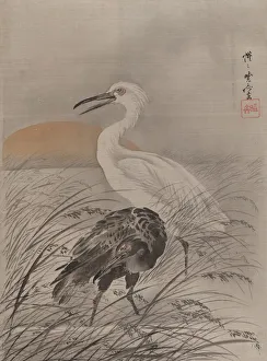 Kawanabe Kyosai Prints: Cranes in Marsh, ca. 1887. Creator: Kawanabe Kyosai