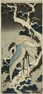 Crane Gallery: Cranes on snow-covered pine, Japan, c. 1834. Creator: Hokusai