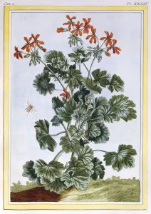 Geranium Prints: Cranesbill, pub. 1776. Creator: Pierre Joseph Buchoz (1731-1807)