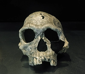Cranium, Homo Habilis, Fossil KNM ER 1813, 1.9 milliions years old, Koobi Fora, Kenya, Africa (2001) Creator: LTL