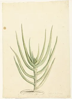 Crassula perfoliata, 1668-1729. Creator: Vincent Laurentz van der Vinne I
