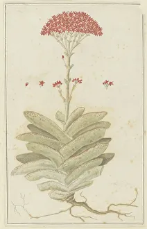 Tiny Prints: Crassula perfoliata L. (Sekelblaarplakkie), 1777-1786. Creator: Robert Jacob Gordon