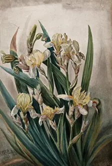 1901 Prints: Cream iris flowers, 1901. Creator: JA Sherlock