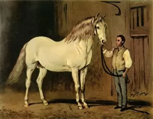 Baroness Wentworth Gallery: Cream State Carriage Horse of Queen Victorias Stud, c1875, (1944). Creator: Unknown
