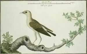 Measurements Prints: Creatophora cinerea (Wattled starling), 1777-1786. Creator: Robert Jacob Gordon
