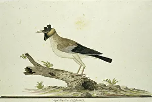 Nomadic Prints: Creatophora cinerea (Wattled starling), 1777-1786. Creator: Robert Jacob Gordon