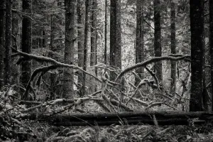 Branches Collection: Creature of the Forest. Creator: Joshua Johnston