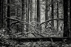 Pacific North West Prints: Creature of the Forest. Creator: Joshua Johnston
