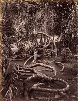 A Creeper in the Peradeniya Gardens, Ceylon, c. 1880. Creator: Scowen & Co. (British