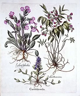 Medicinal Gallery: Creeping Bugle, Spring Vetch and Red Campion, from Hortus Eystettensis, by Basil Besler