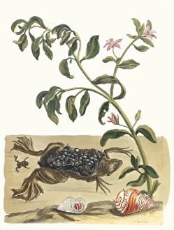 Botanical Illustration Gallery: Cresson. From the Book Metamorphosis insectorum Surinamensium, 1705