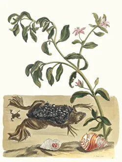 Plant Science Prints: Cresson. From the Book Metamorphosis insectorum Surinamensium, 1705