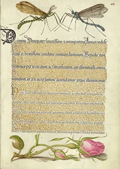 Crested Crane Fly, Insect, and French Rose, 1561-1562; illumination added 1591-1596. Creator: Joris Hoefnagel