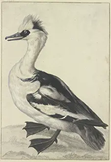 Crested duck with a white breast, black beak, feet, and wings, 18th century. Creator: Aert Schouman; Aert Schouman imitator; alternatively