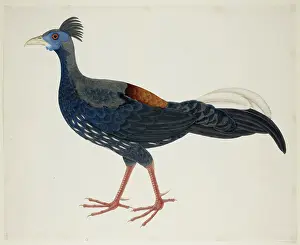 Pheasant Prints: Crested Fireback Pheasant, c1824. Creator: J Briois